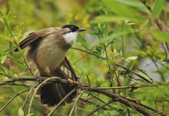 Pycnonotus xanthorrhous