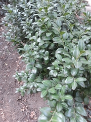 Buxus