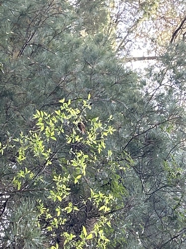 Golden Parrotbill (Suthora verreauxi), photo 9