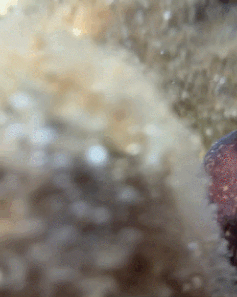Mediterranean moray