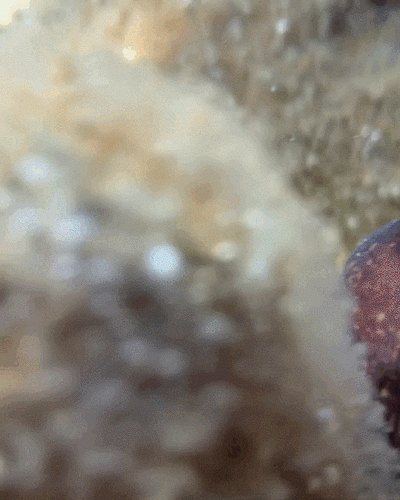 Mediterranean moray
