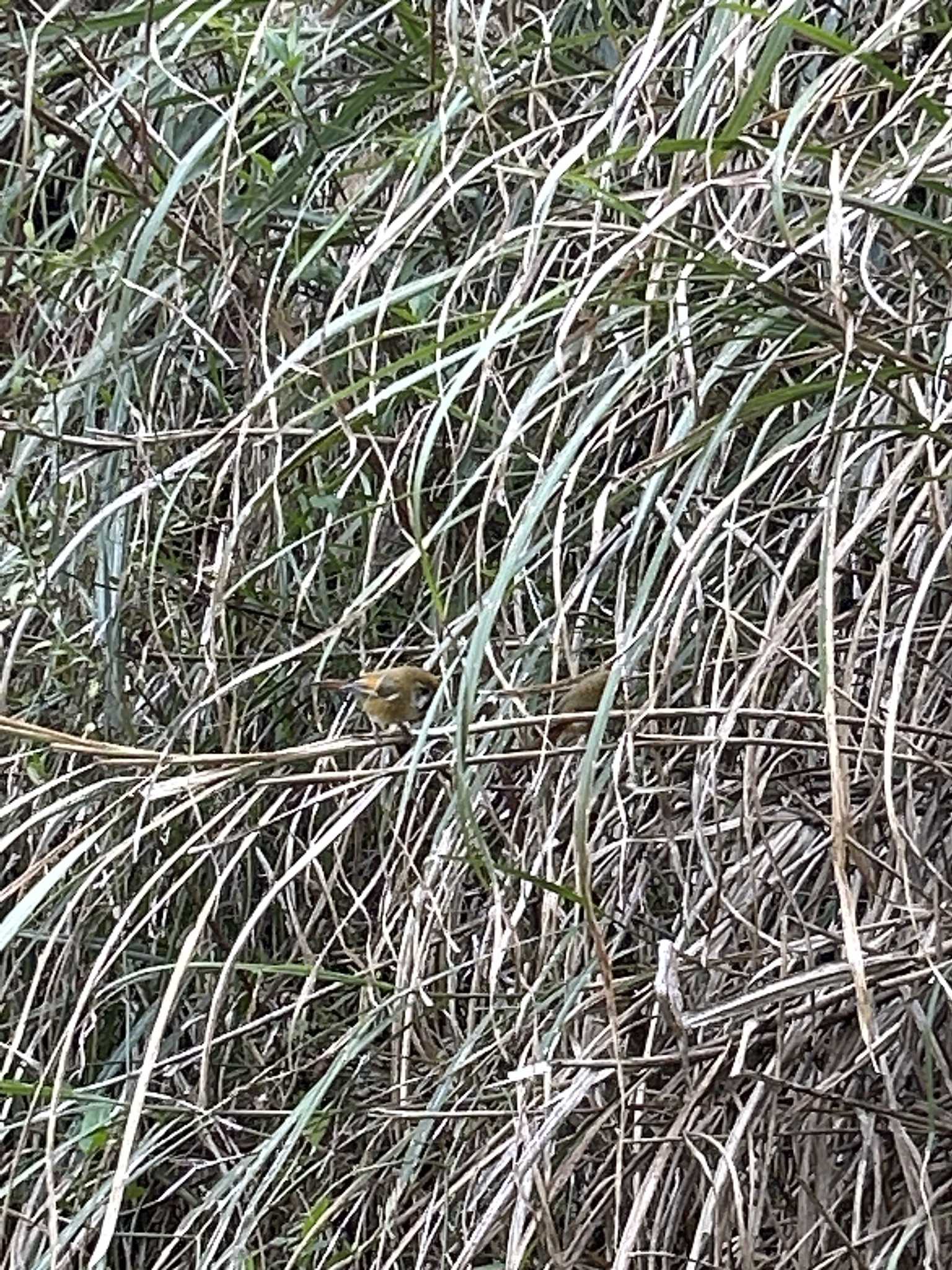 金色鸦雀