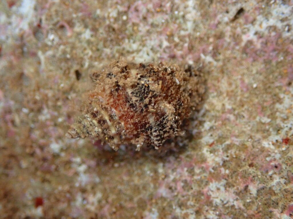 Semiricinula turbinoides