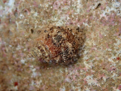 Semiricinula turbinoides