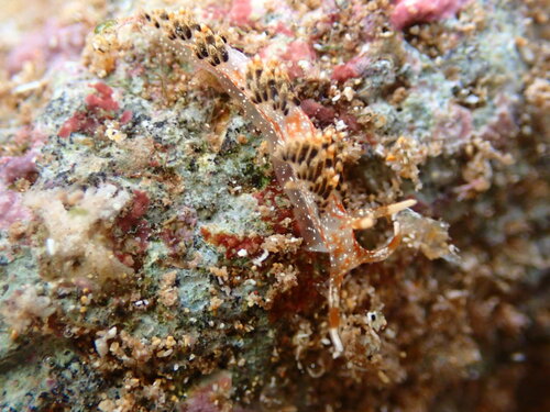 Facelinella semidecora, 2023-04-10