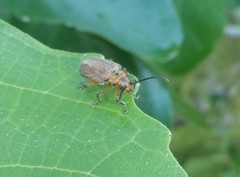 Poneridia semipullata