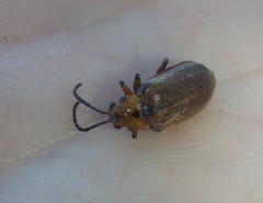 Poneridia semipullata