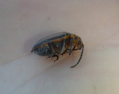 Poneridia semipullata