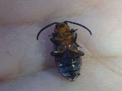 Poneridia semipullata