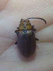 Poneridia semipullata