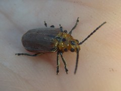 Poneridia semipullata