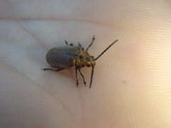 Poneridia semipullata