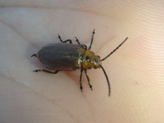 Poneridia semipullata