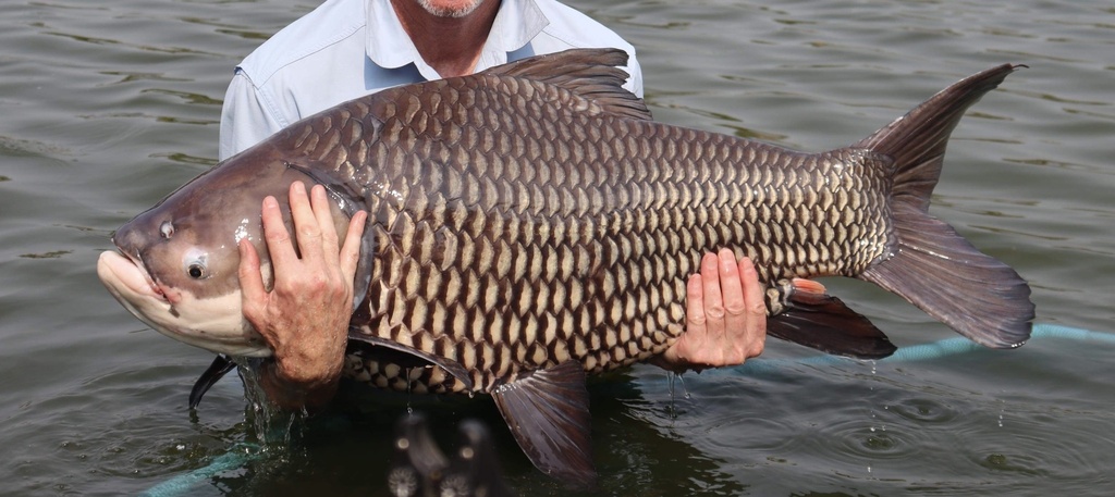 Giant barb (Catlocarpio siamensis) — Cyprinidae