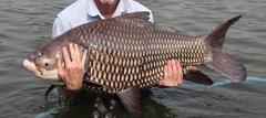Giant Barb photo 2