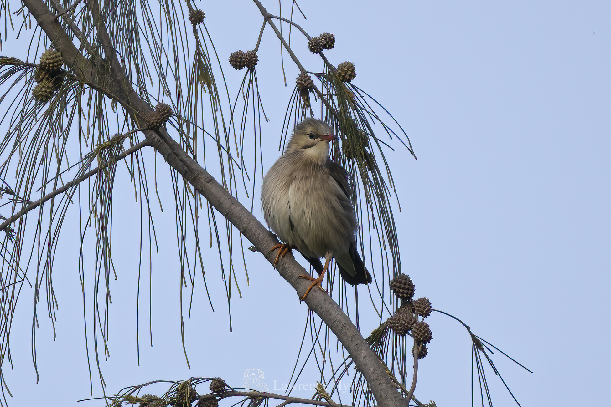 Red-billed Starling