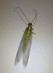 Italochrysa insignis