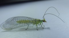 Italochrysa insignis