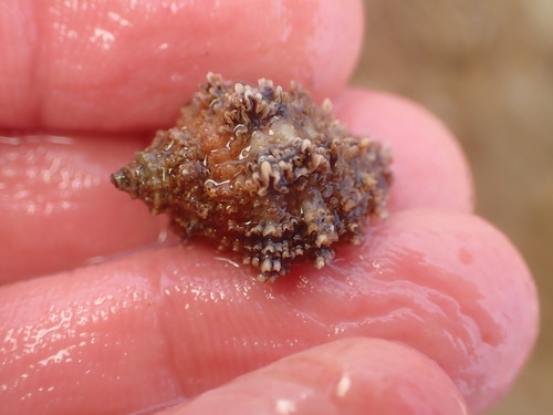 Semiricinula turbinoides, 2023-04-10