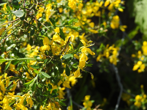 Image of Genista falcata by (c) Duarte Frade, some rights reserved (CC BY)