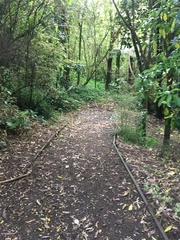 Melicytus ramiflorus ramiflorus