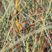 Mount Lofty Ranges Southern Emuwren - Photo (c) Sam Gordon, some rights reserved (CC BY-NC-SA), uploaded by Sam Gordon