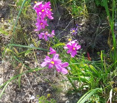 Ixia scillaris