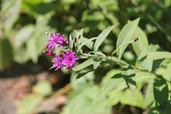 Vernonia fasciculata