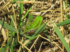 Hyla eximia