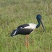 Torresian Black-necked Stork - Photo (c) QuestaGame, some rights reserved (CC BY-NC-ND), uploaded by QuestaGame