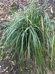 Carex lambertiana