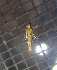 Pyroderces
