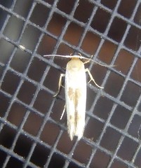 Stathmopoda megathyma