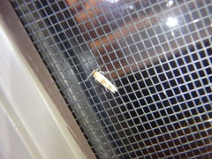 Stathmopoda megathyma