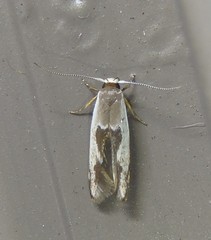 Stathmopoda megathyma