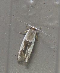 Stathmopoda megathyma