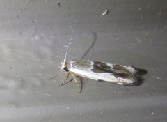 Stathmopoda megathyma