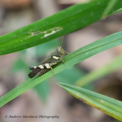 Coptacrinae