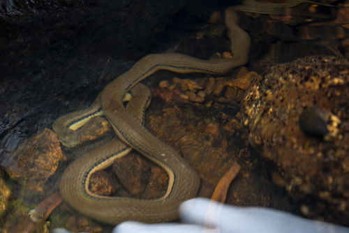 Bicoloured Stream Snake