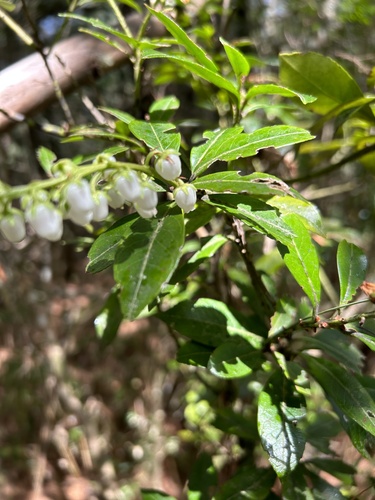 Pieris japonica