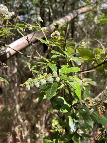 Pieris japonica