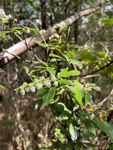 Pieris japonica