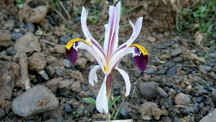 Imagem de Iris-da-praia