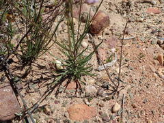 Heliophila carnosa