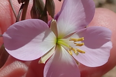 Heliophila carnosa