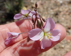 Heliophila carnosa