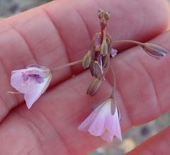 Heliophila carnosa
