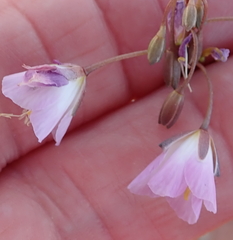 Heliophila carnosa