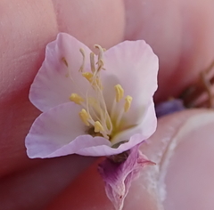 Heliophila carnosa