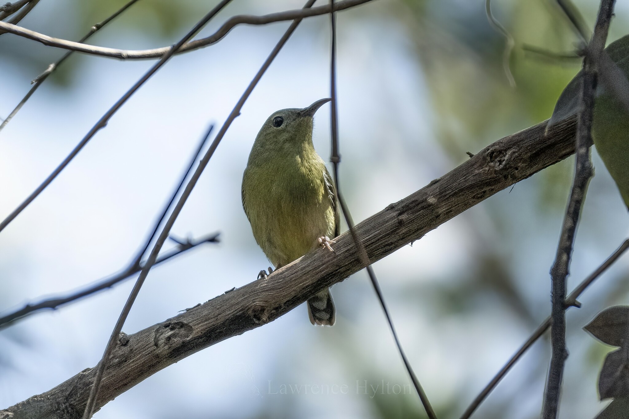 Fork-tailed Sunbird